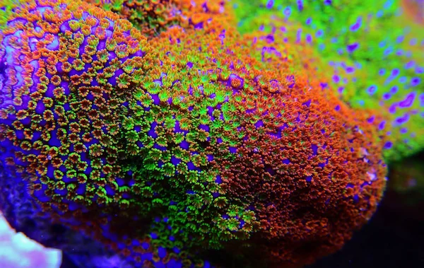 Montipora Regenboog Macro Poliepen Zeldzame Zeer Mooie Sps Koraal — Stockfoto