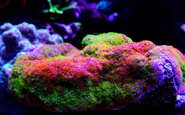 Montipora Rainbow Μακρο Πολυπόδων Σπάνιες Και Πολύ Όμορφες Sps Κοράλλια — Φωτογραφία Αρχείου