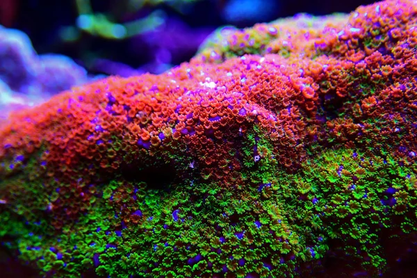 Montipora Rainbow Macro Polyps Rare Very Beautiful Sps Coral — Stock Photo, Image