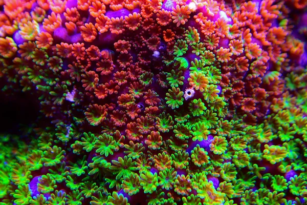 Montipora Arco Íris Pólipos Macro Rara Muito Bonita Sps Coral — Fotografia de Stock