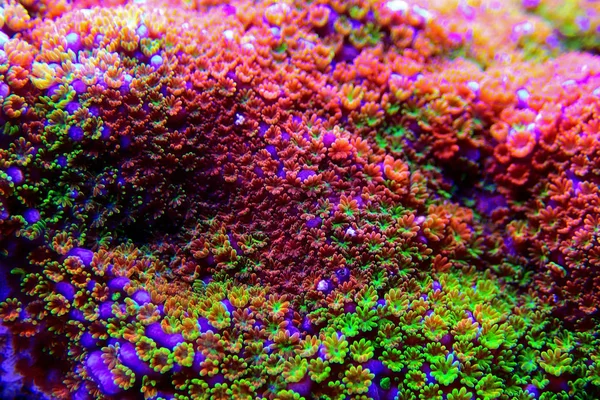 Montipora Rainbow Macro Polyps Rare Very Beautiful Sps Coral — Stock Photo, Image