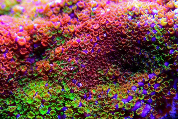 Montipora Rainbow Macro Polyps Corail Sps Rares Très Beaux — Photo