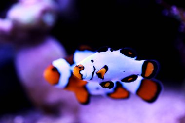Tutsak Palyaço Balığı Beyaz Palyaço Balığı - (Amphiprion ocellaris) 
