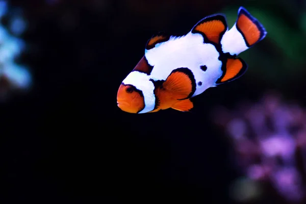 Śnieg Onyx Clownfish Amphriprion Ocellaris Amphriprion Percula — Zdjęcie stockowe