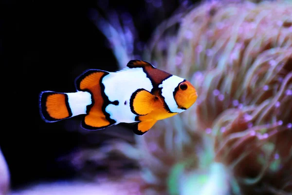 Сніговий Onyx Clownfish Amphriprion Ocellaris Amphriprion Percula — стокове фото