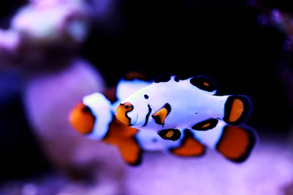 Captive Bred Clownfishwyoming White Clownfish Amphiprion Ocellaris — Stock Photo, Image