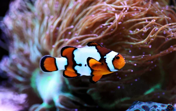 Sneeuw Onyx Clownfish Amphriprion Ocellaris Amphriprion Percula — Stockfoto