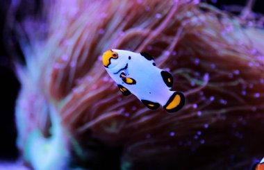 Tutsak Palyaço Balığı Beyaz Palyaço Balığı - (Amphiprion ocellaris) 