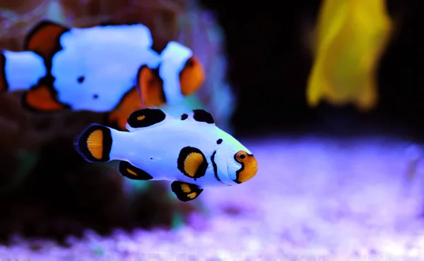 Palhaço Raça Cativa Wyoming White Clownfish Amphiprion Ocellaris — Fotografia de Stock