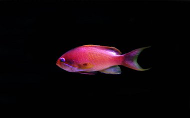 Perakende erkek Anthias - (Pseudanthias squamipinnis) 