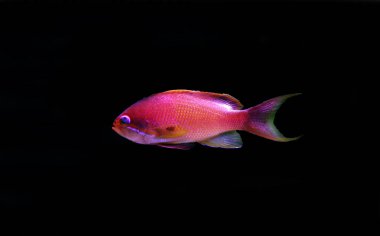 Lyretail Male Anthias - (Pseudanthias squamipinnis)  clipart