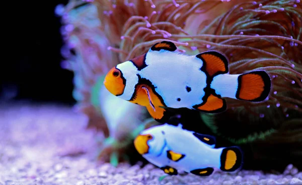 Snow Onyx Clownfish Amphriprion Ocellaris Amphriprion Percula — Stock Photo, Image