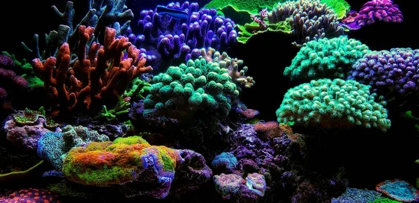 Dream Coral Reef Saltwater Aquarium Tank Scene — Stock Photo, Image