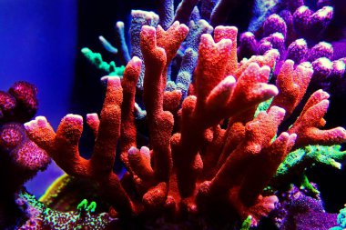 Montipora mercanı mercan resif akvaryumunda ezer.