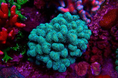 Stylophora (pocilloporidae) kısa polipler taş mercanlar 