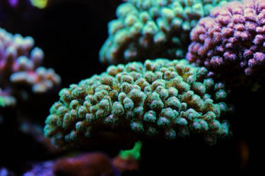 Pocillopora (Pocilloporidae) kısa polipli taş mercan 