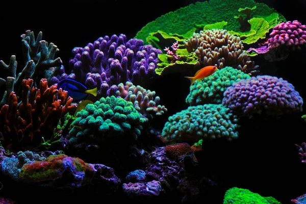 Dream Coral Reef Zoutwater Aquarium Tank Scene — Stockfoto