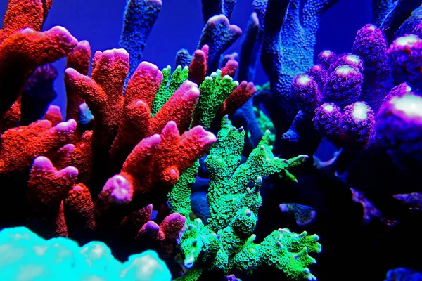 珊瑚礁水族箱中的Montipora Sps珊瑚 — 图库照片