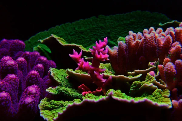 Seriatopora Birdsnest Coral Pocilloporidae Seriatopora — Stock Photo, Image