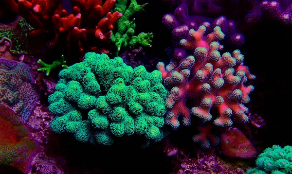 Stylophora Pocilloporidae Pólipos Cortos Coral Pedregoso —  Fotos de Stock