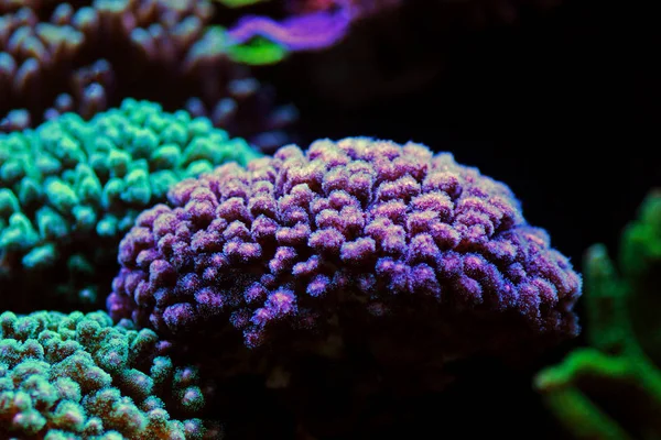 Pocillopora Pocilloporidae Krátký Polyps Kamenitý Korál — Stock fotografie