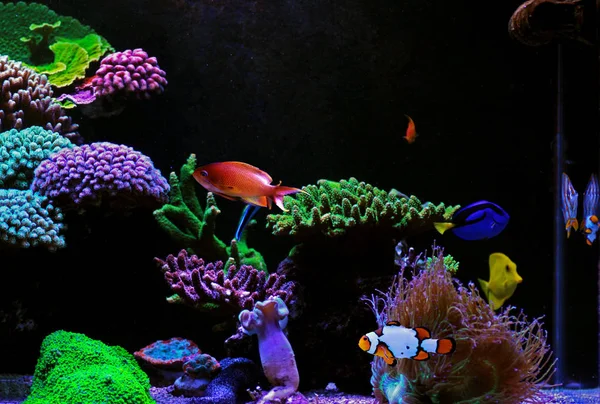 Sueño Coral Arrecife Agua Salada Acuario Tanque Escena — Foto de Stock