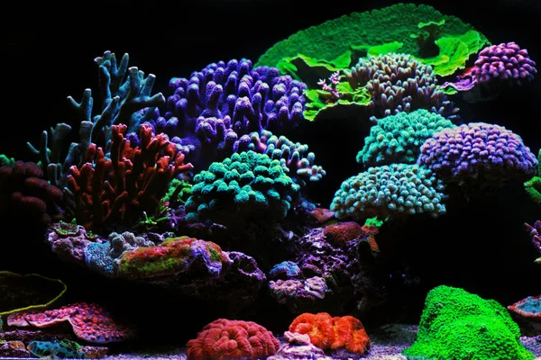 Dream Coral Reef Zoutwater Aquarium Tank Scene — Stockfoto