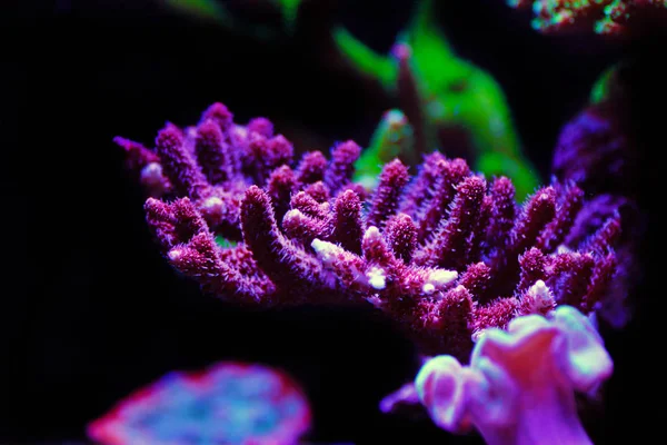Acropora Sps Coral Одно Самых Красивых Живых Украшений Аквариумов Морской — стоковое фото