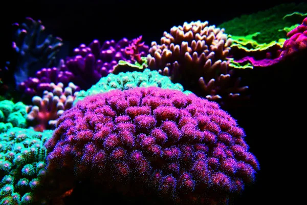 Pocillopora Pocilloporidae Pólipos Cortos Coral Pedregoso —  Fotos de Stock