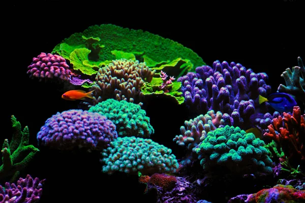 Сцена Соленым Аквариумным Аквариумом Dream Coral — стоковое фото