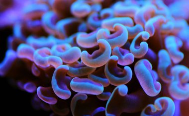 Euphyllia ancora, Euphylliidae familyasından bir mercan türü..