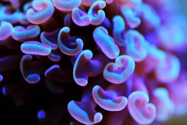 Euphyllia ancora, Euphylliidae familyasından bir mercan türü..
