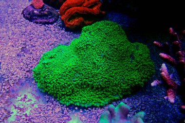 Nükleer yeşil Cyphastrea sp. kısa polipler mercan