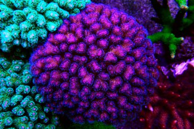Pocillopora (Pocilloporidae) kısa polipli taş mercan 