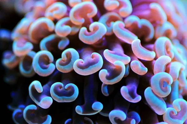 Euphyllia Ancora Hammer Coral Species Hard Coral Family Euphylliidae — Stock Photo, Image