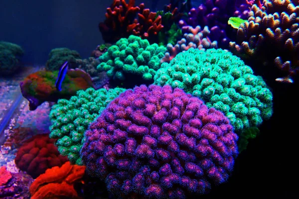 Pocillopora Pocilloporidae Short Polyps Stony Coral — Stock Photo, Image