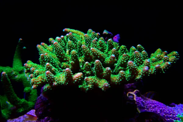 Acropora Sps Coral Una Las Decoraciones Vivientes Más Bellas Para — Foto de Stock