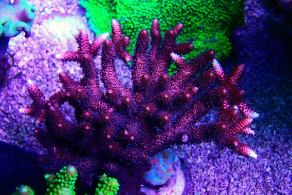 Acropora Sps Coral Eine Der Schönsten Lebenden Dekorationen Für Meerwasserriffaquarien — Stockfoto