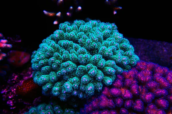 Stylophora Pocilloporidae Pólipos Cortos Coral Pedregoso — Foto de Stock