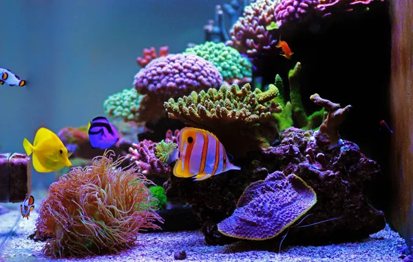 Prachtige Zoutwater Koraalrif Aquarium Tank — Stockfoto