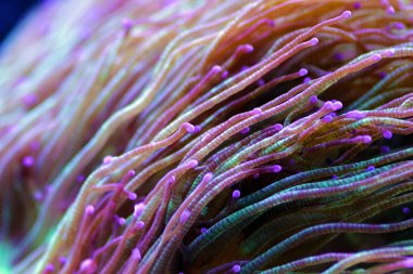 Şaşaalı mercan - Katalapili jardinei