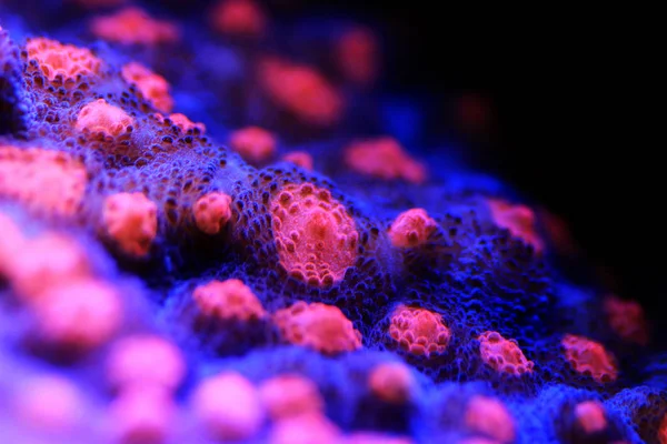 Koral Kielichowy Echinophyllia — Zdjęcie stockowe
