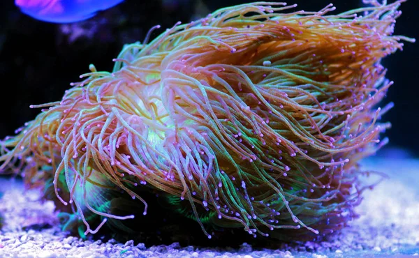 Wonder Elegance Coral Catalaphyllia Jardinei — Stock Photo, Image