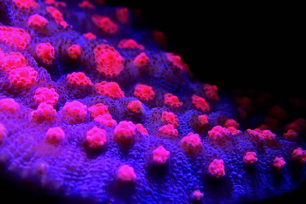Chalice Coral Echinophyllia — ストック写真