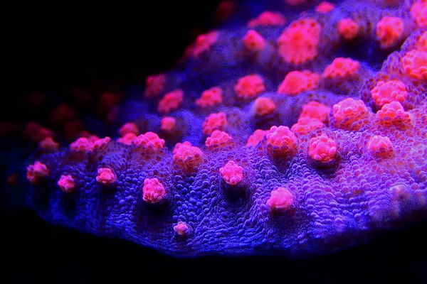 Δισκοπότηρο Coral Echinophyllia — Φωτογραφία Αρχείου