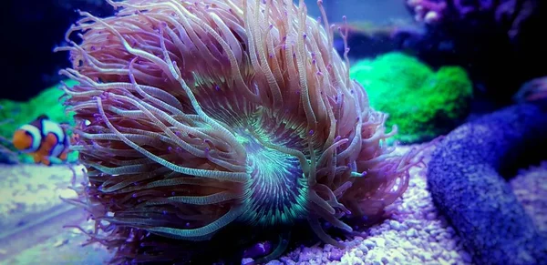 Maravilha Elegância Coral Catalaphyllia Jardinei — Fotografia de Stock