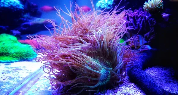 Wonder Elegance Coral Catalaphyllia Jardinei — ストック写真