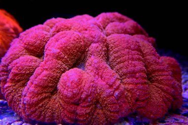 Red Lobophyllia Brain coral - Lobophyllia hemprichii clipart