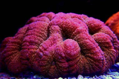 Kızıl Lobophyllia Beyin Mercanı Lobophyllia Hemprichii