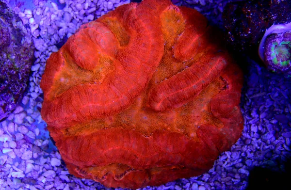 Red Lobophyllia Brain Coral Lobophyllia Hemprichii — Stock Photo, Image